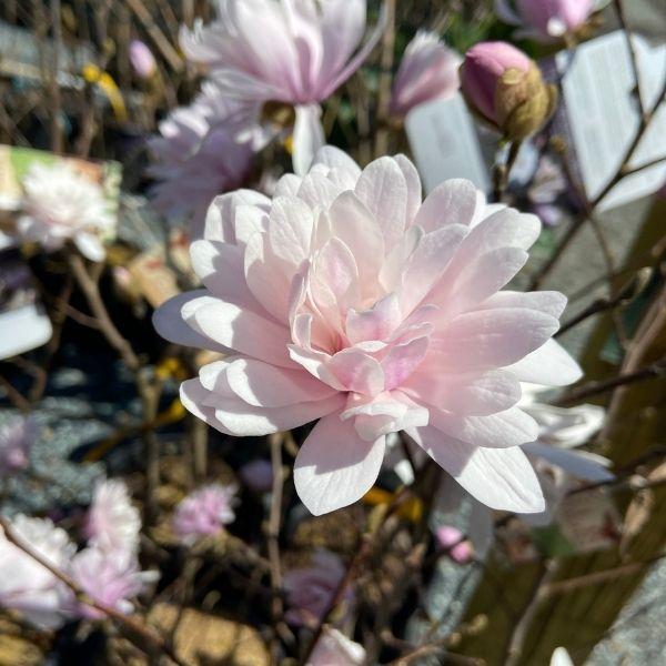 Close up of a single Magnolia Centennial Blush Blossom