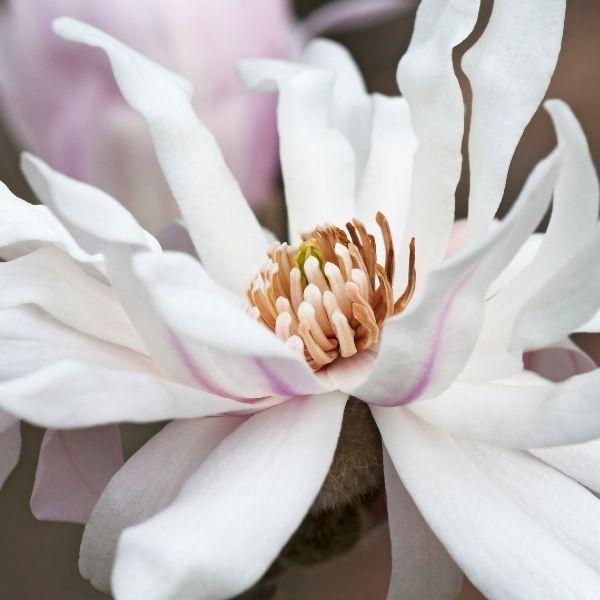 look at the inside of a Centennial star magnolia flower