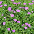 Geranium sanguineum Max Frei blooming as a compact edging perennial along a walkway