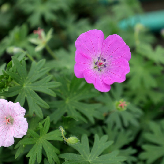 Close-up of Max Frei Geranium flowers showing five reddish-purple petals above green foliage