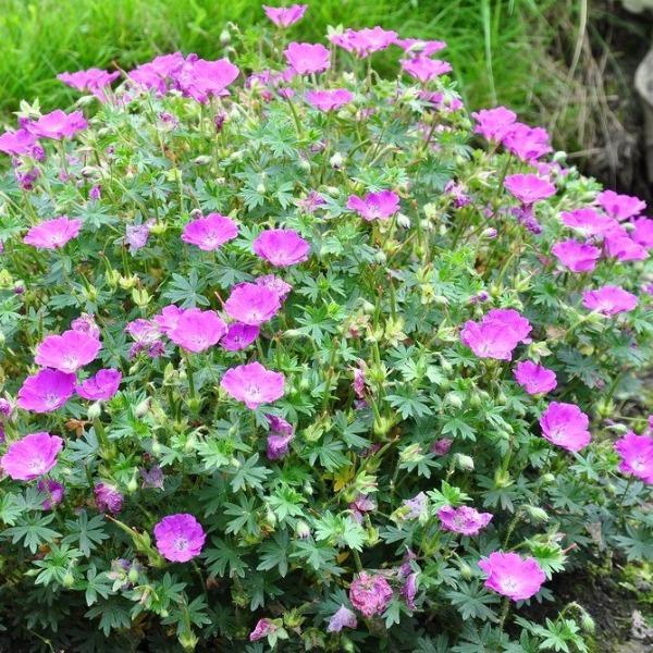 Max Frei Geranium with reddish-purple flowers and deeply lobed green foliage in a sunny perennial border