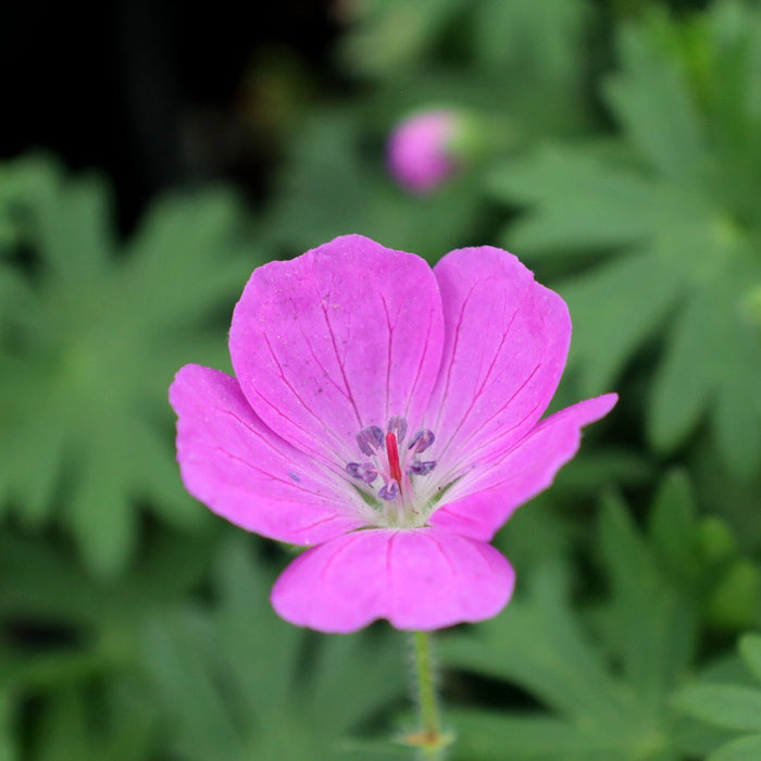 Geranium Max Frei reddish-purple flowers