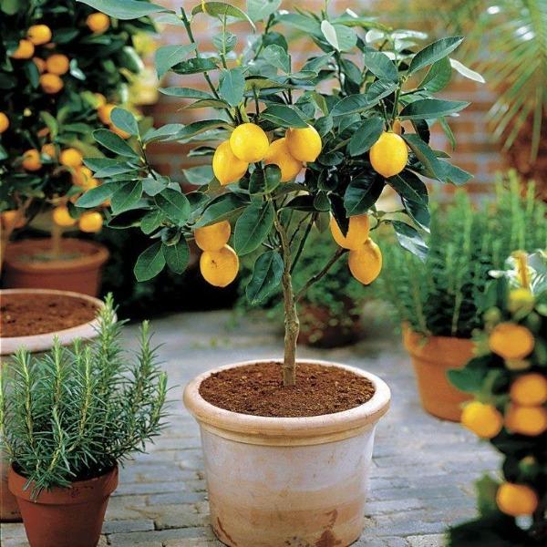 Meyer Lemon Tree in a decorative patio container near bright glass doors, showing glossy foliage and ripe yellow lemons in a sunny space