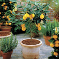 Meyer Lemon Tree in a decorative patio container near bright glass doors, showing glossy foliage and ripe yellow lemons in a sunny space