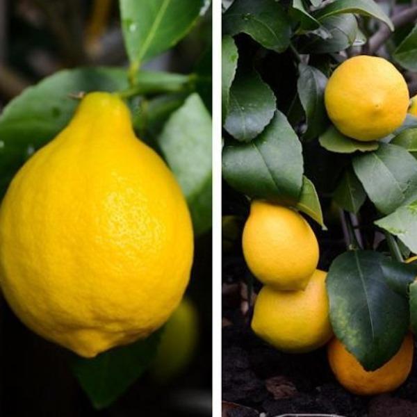Close-up of Meyer Lemon Tree leaves with glossy deep green foliage, smooth citrus texture, and bright fruit nearby