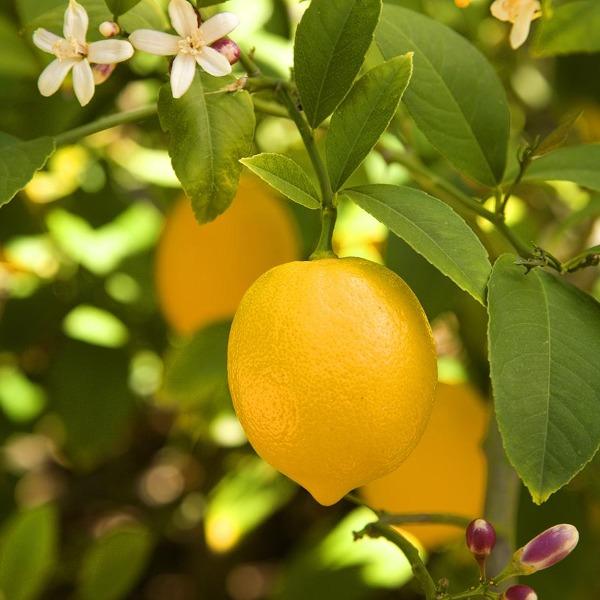 Meyer Lemon Tree fragrant flowers with bright yellow ripe lemons