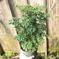 aralia parsley has foliage that looks like the herb