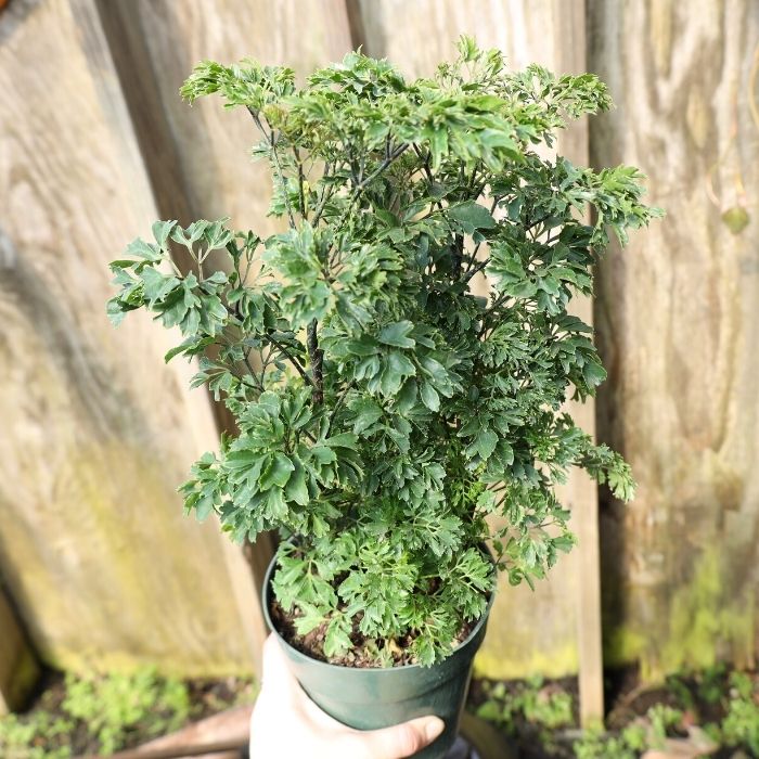 aralia parsley has foliage that looks like the herb