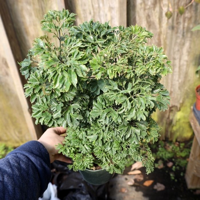 parsley aralia plants green dense foliage
