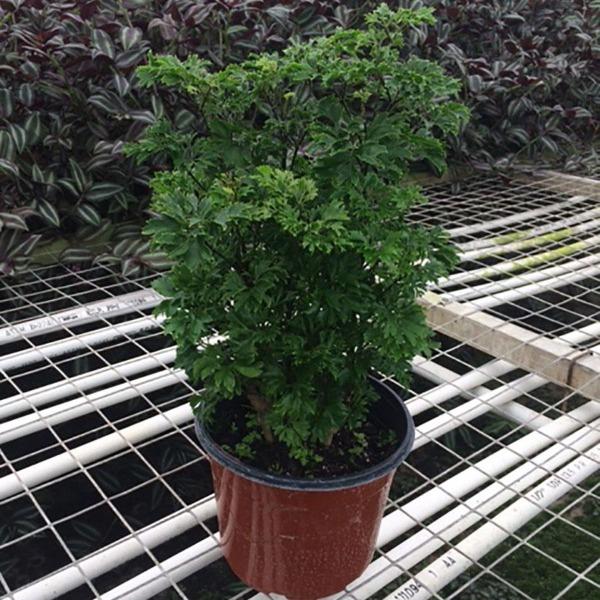 Parsley Aralia Pre-bonsai