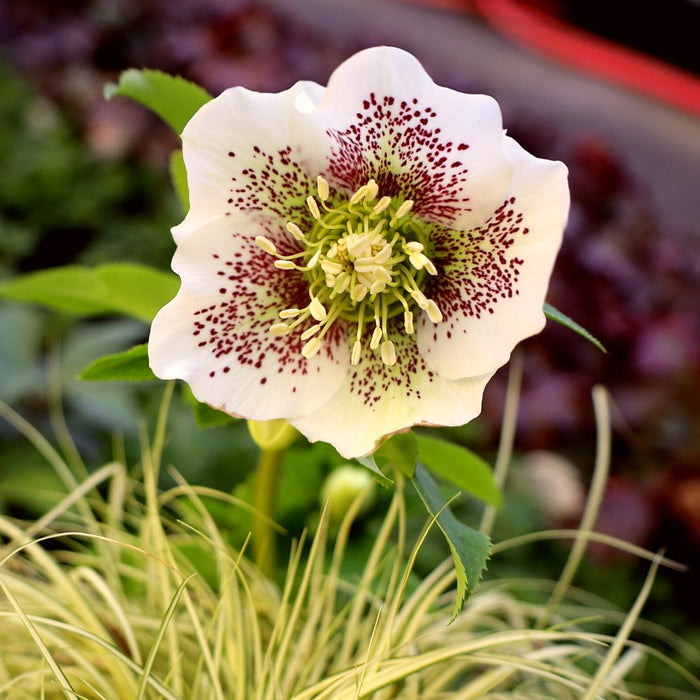 Close-up of Pine Knot Select Hellebore flowers showing mixed winter bloom colors and dark evergreen leaves
