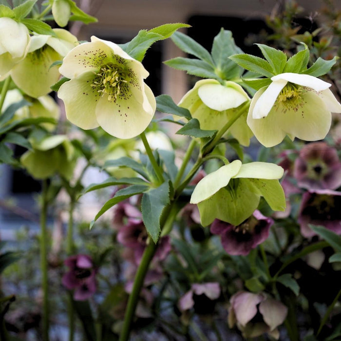 Hybrid hellebore flowers in mixed shades of pink, cream, plum, and green in a shade garden