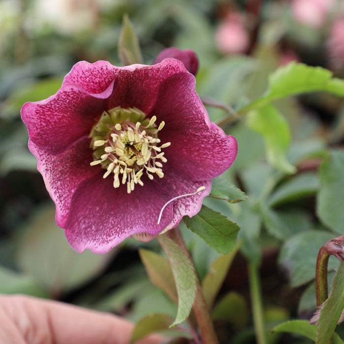 Close-up of Pine Knot Select Hellebore flowers showing mixed winter bloom colors and dark evergreen leaves