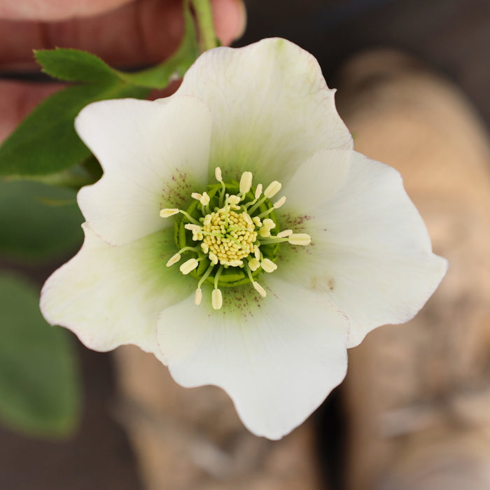 Pine Knot Select Hellebore blooming in cream, and green tones above evergreen foliage in a shaded garden