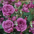 Plum Perfect Light Purple Rose Bush with double blooms and buds