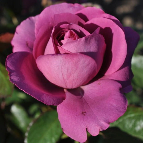 purple rose double bloom just blooming with lavender petals
