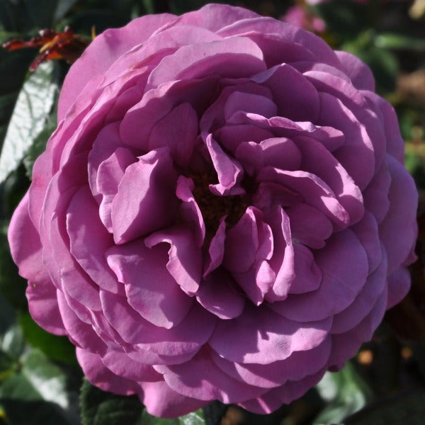 Full Double Bloom on Purple Rose Bloom Plum Perfect Sunbelt floribunda