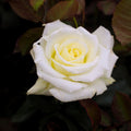 Pope John Paul II rose bush showing upright growth, dark green glossy leaves, and long stems on a 4 to 5 foot plant