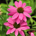 PowWow Wild Berry Coneflower blooming with berry-purple petals in a perennial border