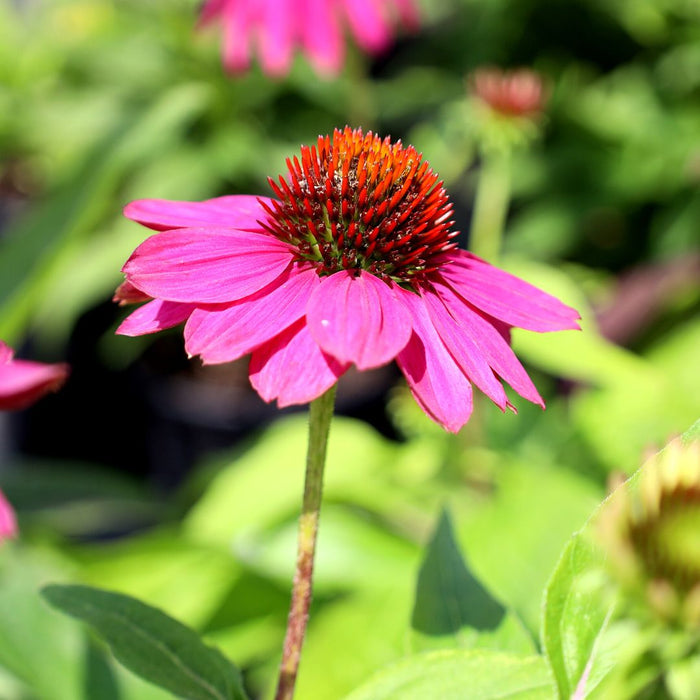 Close-up of Echinacea PowWow Wild Berry flower with rose-purple petals and central cone