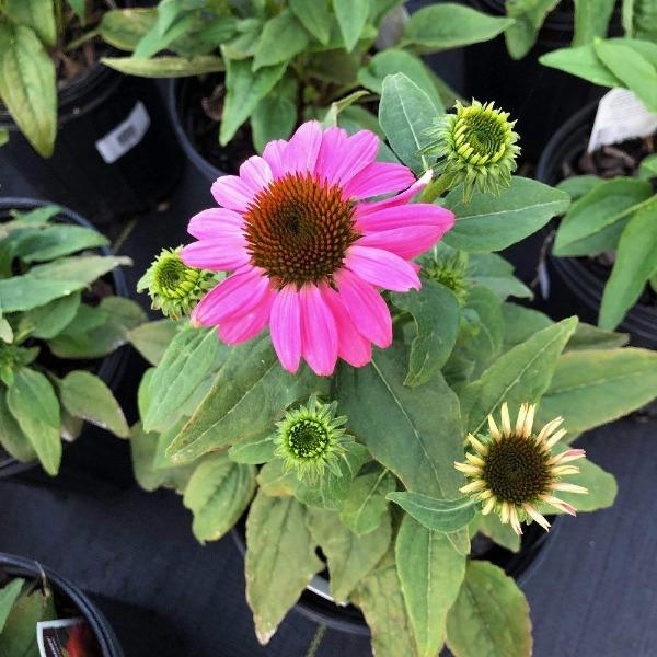 Powwow wild berry Coneflower in a 1-Gallon Pot