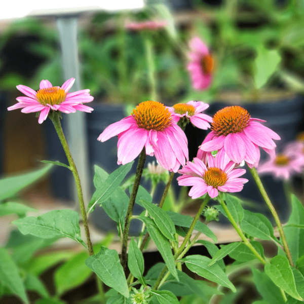 Echinacea PowWow Wild Berry flowers with orange-brown cones in full sun