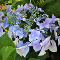 Blue and purple hues of the lacecap lets dance diva hydrangea blossom