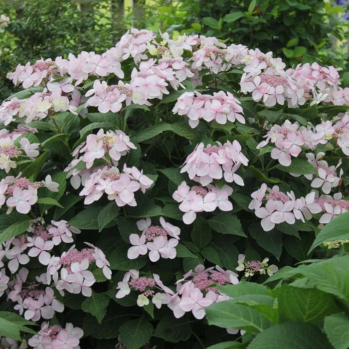 lets dance diva hydrangea shrub in full bloom with dark green foliage