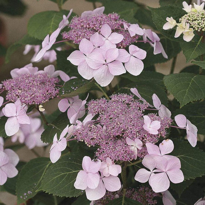 Let's Dance Diva lacecap flower clusters with dark green serrated leaves