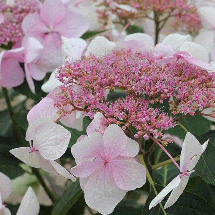 closer look at the pink lace cap flower head of the lets dance diva hydrangea