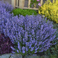 Nepeta Purrsian Blue blooming as a compact edging perennial along a sunny walkway