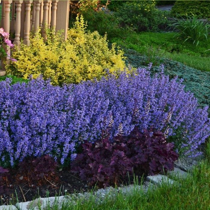 Purrsian Blue Catmint with blue-purple flowers and compact mounded foliage blooming in a sunny pollinator garden