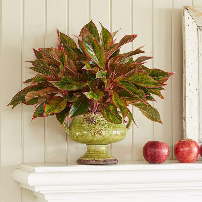 Red Siam Chinese Evergreen in a decorative indoor planter near filtered window light, showing red-edged green foliage in a modern room