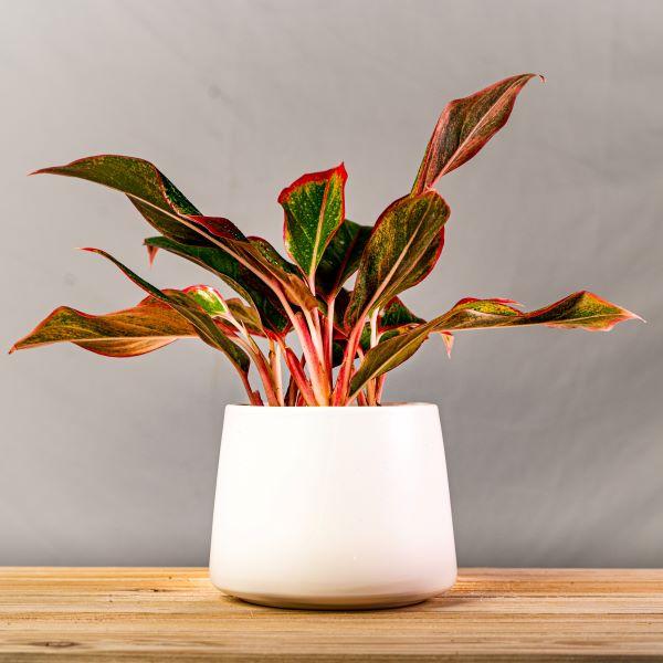 Red Siam Chinese Evergreen displaying upright clumping growth and compact colorful foliage in an indoor container