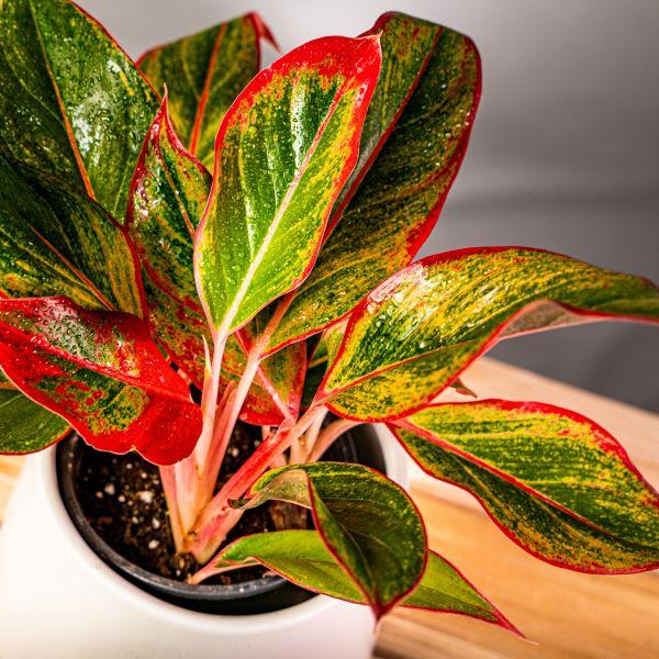 Close-up of Red Siam Chinese Evergreen leaves showing glossy texture with vivid red margins and deep green centers