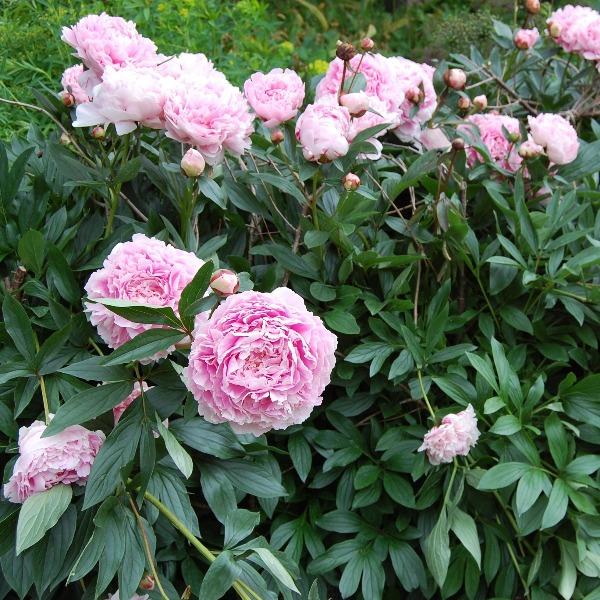 Sarah Bernhardt peony foliage mound, sturdy stems and glossy green leaves forming a 30–36 inch clump in the perennial border.