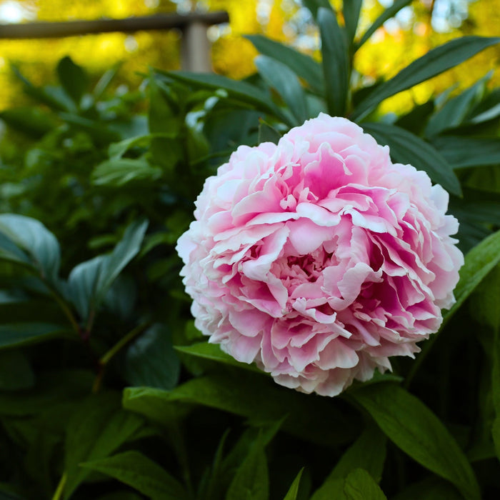 Sarah Bernhardt peony in a large patio container with companion perennials, showing bloom impact and tidy form in spring.