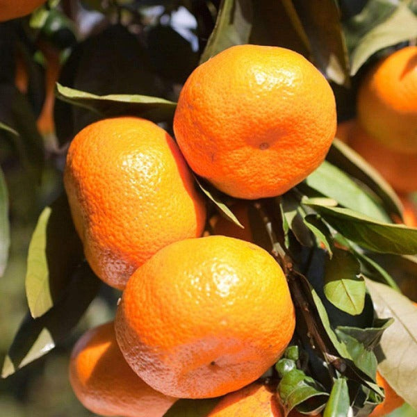 Satsuma Tangerine Trees produce sweet fruit thats great to eat