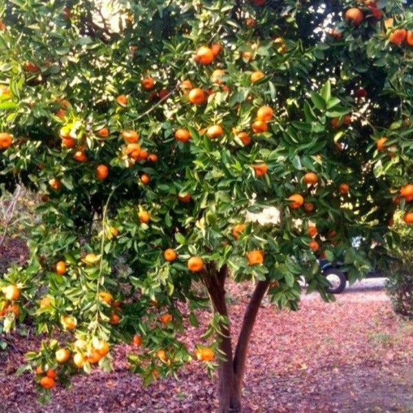 Satsuma Tangerine Tree full of bright oranges and dark green leaves