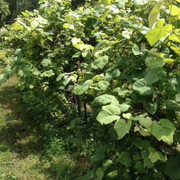 vines in summer sun of scupperdine grape vines green foliage on trellis