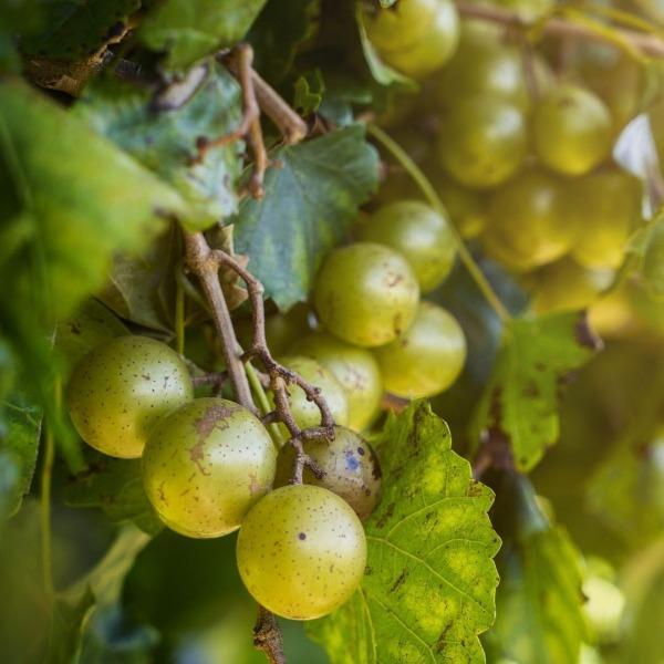 scuppernong bronze green muscadine grapes native to american south ripe green grapes