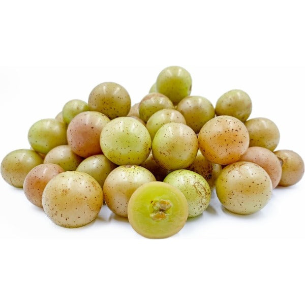 pile of bronze green-gold scupperdine grapes ripe ready for wine