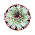 Sempervivum 'Lady's Nail' / Sempervivum Chick Charms Mint Marvel (4 inch)