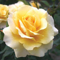 yellow perfect rose bloom unfurling sunny sky eleganza medium bloom rose