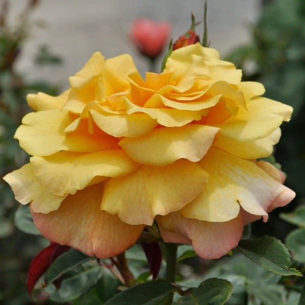 side view of sunny sky eleganza tea yellow rose bloom apricot petals darker reverse