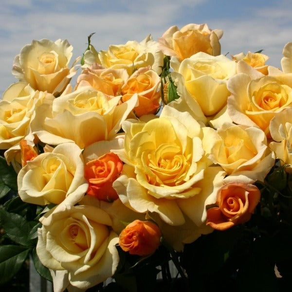 yellow rose bush of apricot and yellow flowers together on sunny sky eleganza