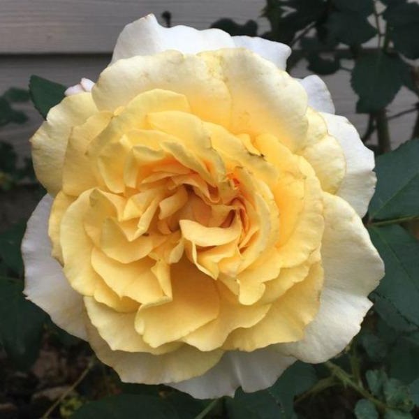 sunny sky elegnza yellow apricot hybrid tea rose with scalloped edges