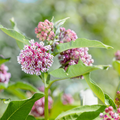 Swamp milkweed (Asclepias incarnata) in a rain garden, upright green stems topped with pink summer flower clusters for monarch habitat.
