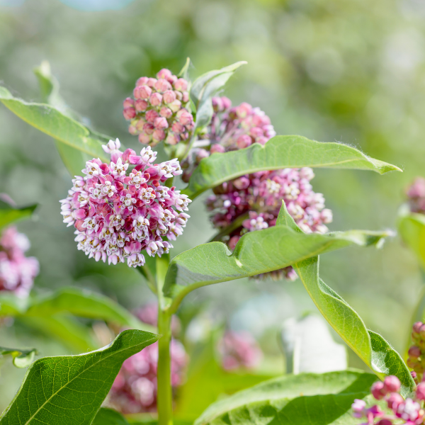 Swamp milkweed (Asclepias incarnata) in a rain garden, upright green stems topped with pink summer flower clusters for monarch habitat.