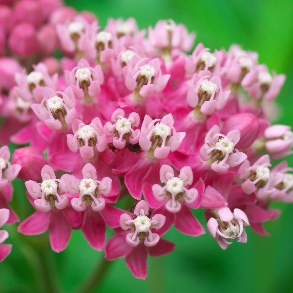 Close-up of swamp milkweed pink-to-mauve umbels, nectar-rich native flowers attracting butterflies and bees in mid-summer.